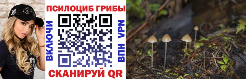 Псилоцибиновые грибы Cubensis Купить закладки Шимановск